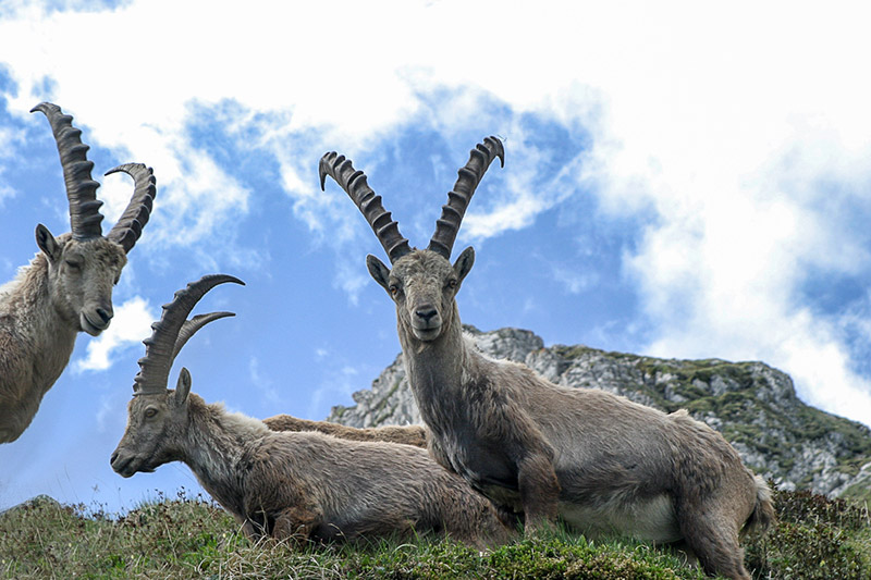 Randotop Faune bouquetins