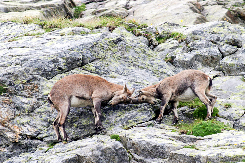 Randotop Faune bouquetins