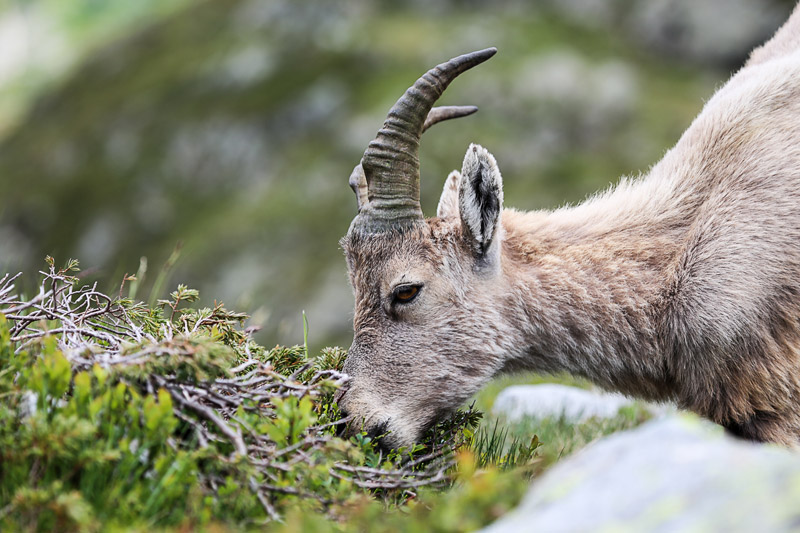 Randotop Faune bouquetins