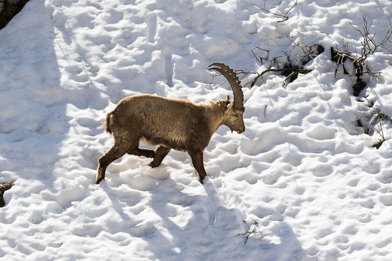 Randotop Faune bouquetins