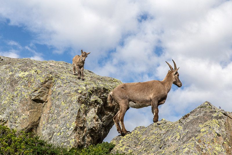 Randotop Faune bouquetins