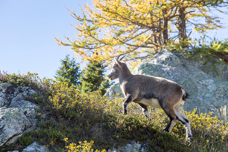 Randotop Faune bouquetins