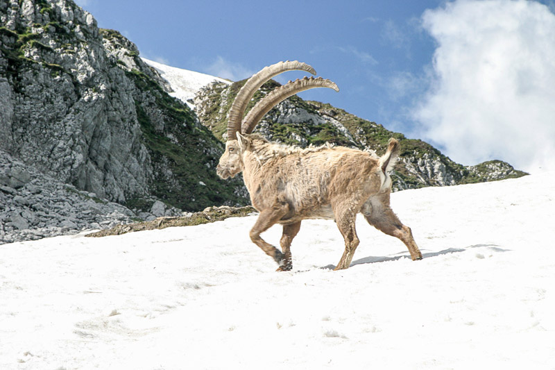 Randotop Faune bouquetins