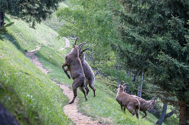 Randotop Faune bouquetins