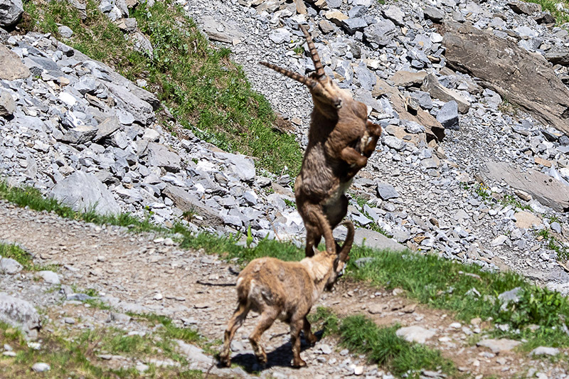 Randotop Faune bouquetins