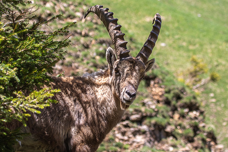 Randotop Faune bouquetins