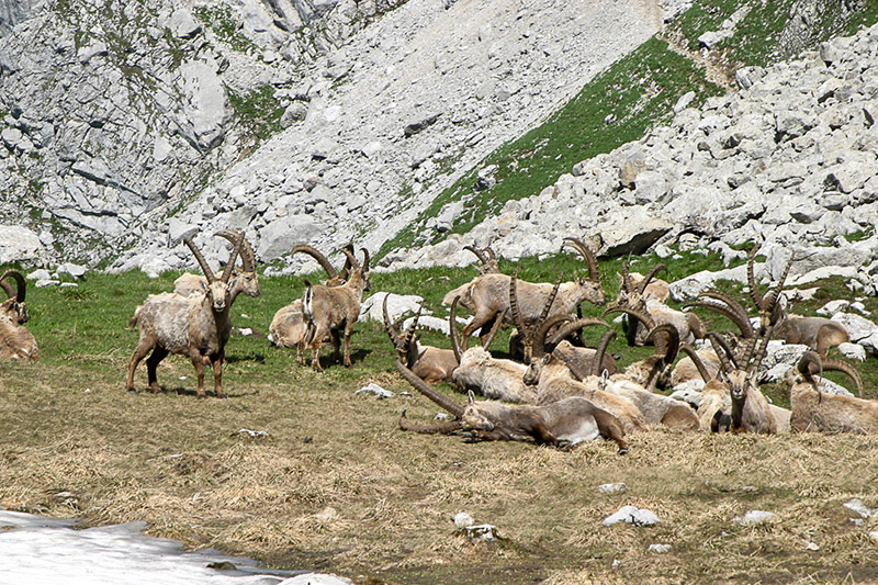 Randotop Faune bouquetins