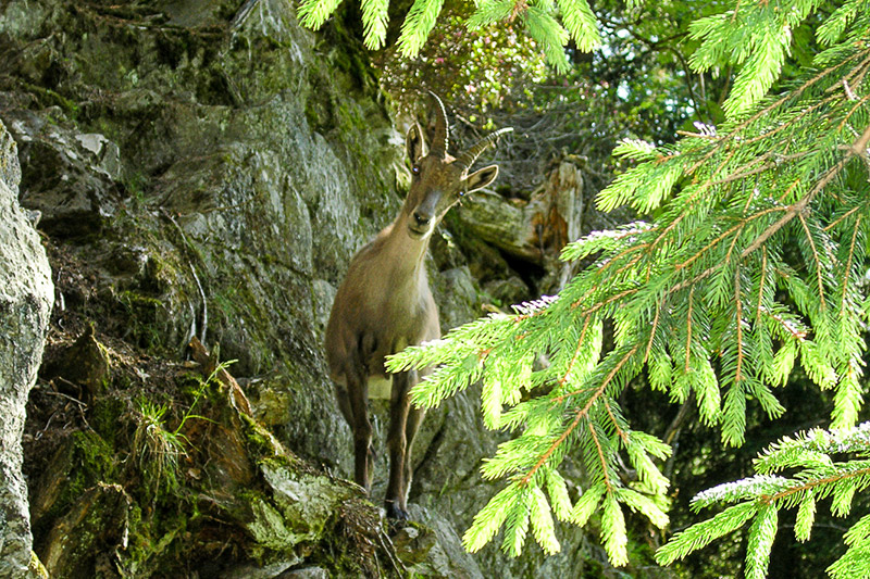 Randotop Faune bouquetins