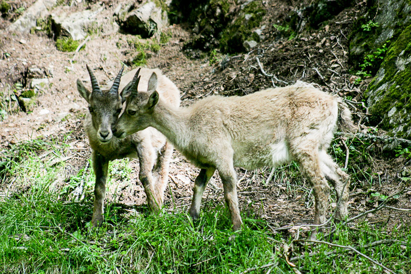 Randotop Faune bouquetins