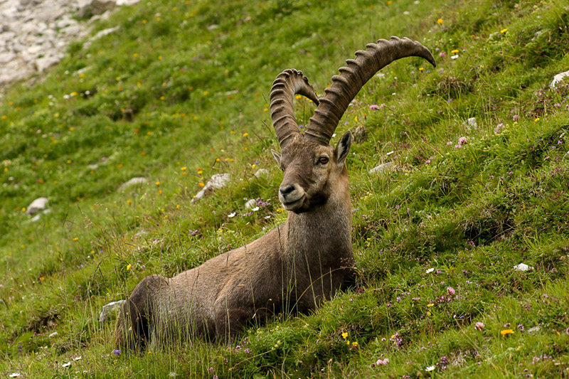 Randotop Faune bouquetins