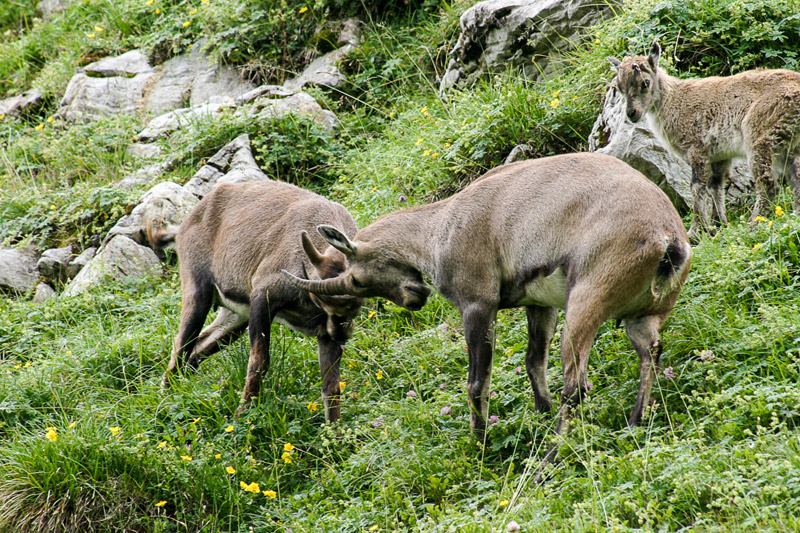 Randotop Faune bouquetins