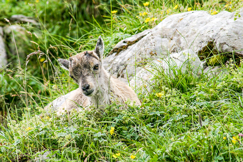 Randotop Faune bouquetins