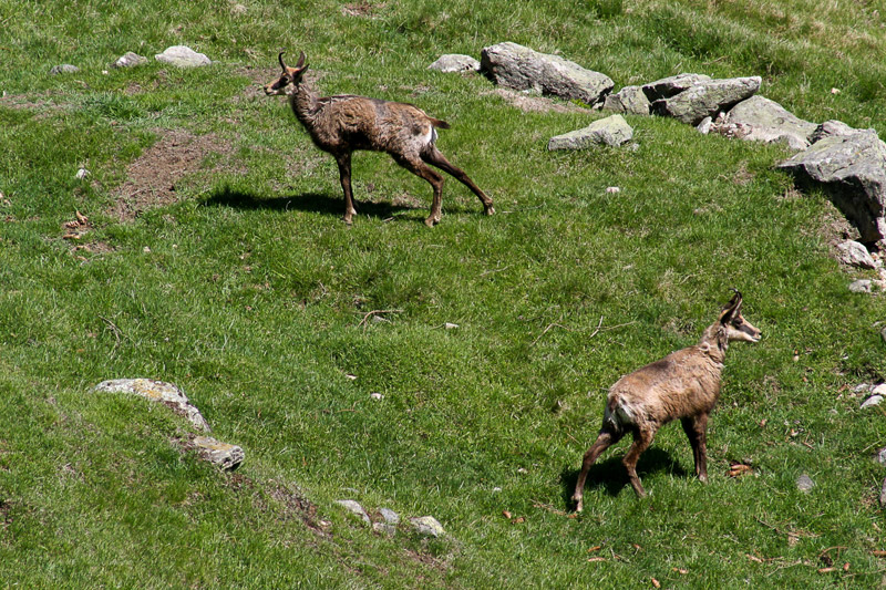 Randotop Faune chamois