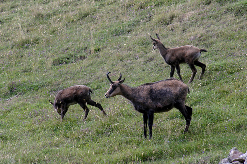 Randotop Faune chamois