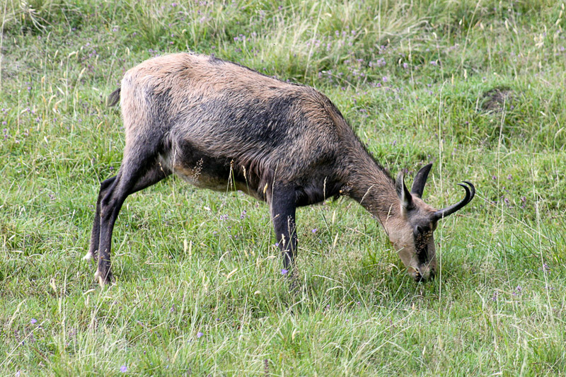 Randotop Faune chamois