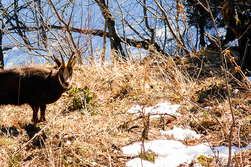 Randotop Faune chamois