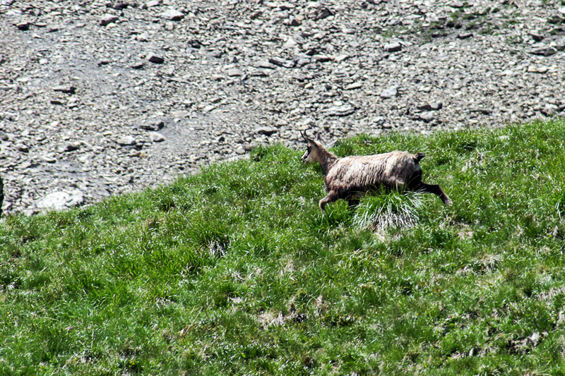 Randotop Faune chamois