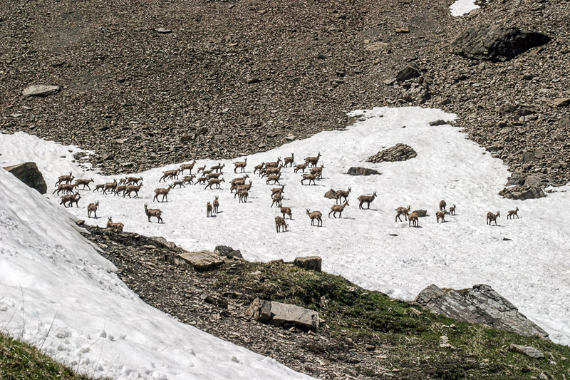 Randotop Faune chamois