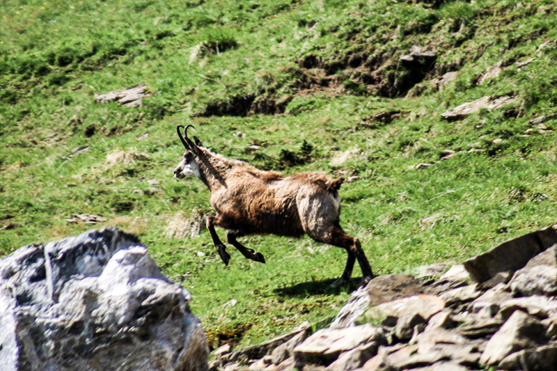 Randotop Faune chamois