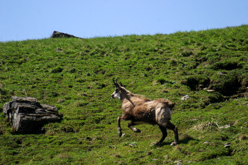 Randotop Faune chamois