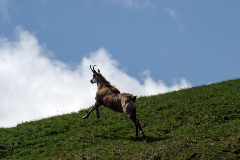 Randotop Faune chamois