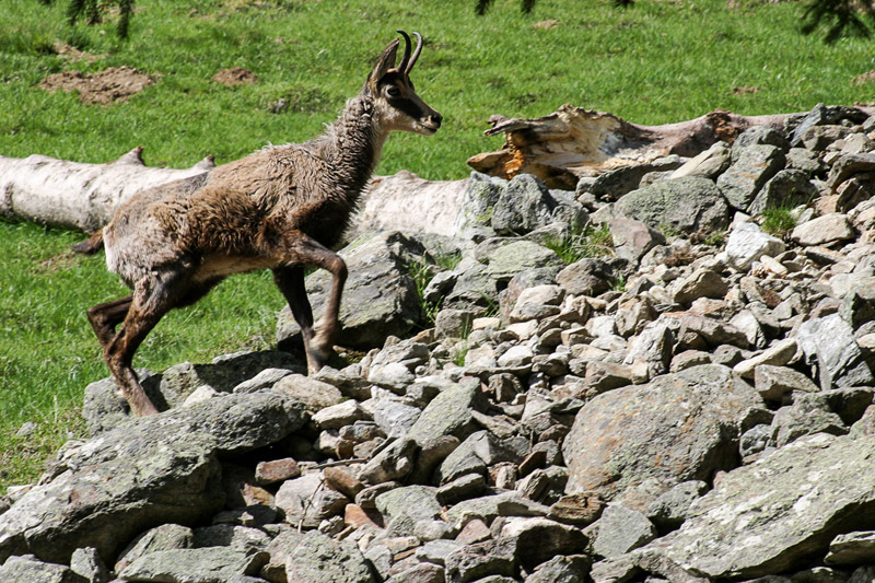 Randotop Faune chamois