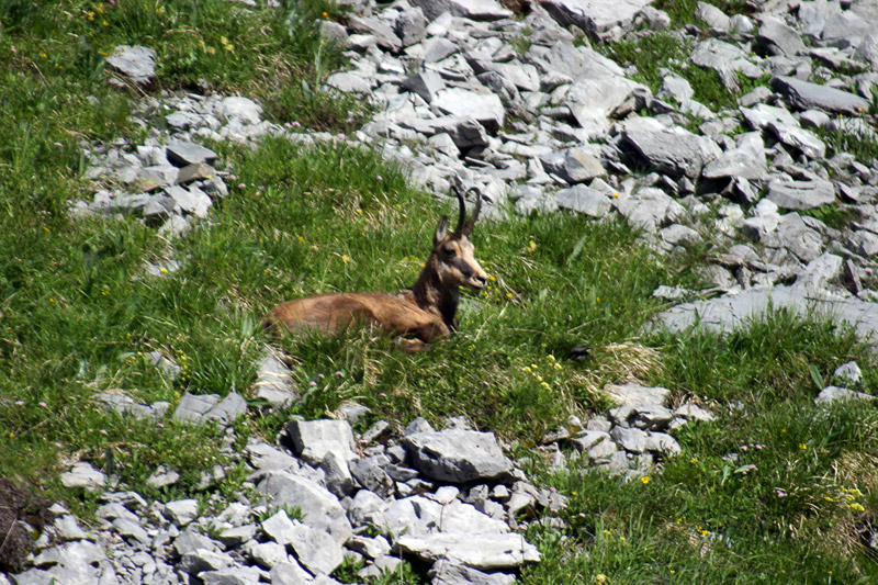 Randotop Faune chamois