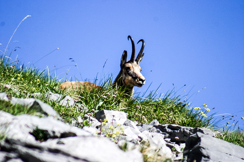 Randotop Faune chamois