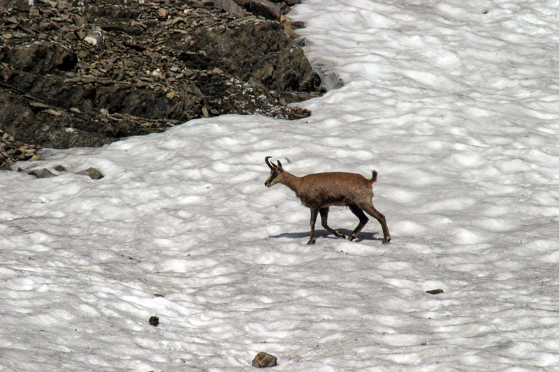 Randotop Faune chamois