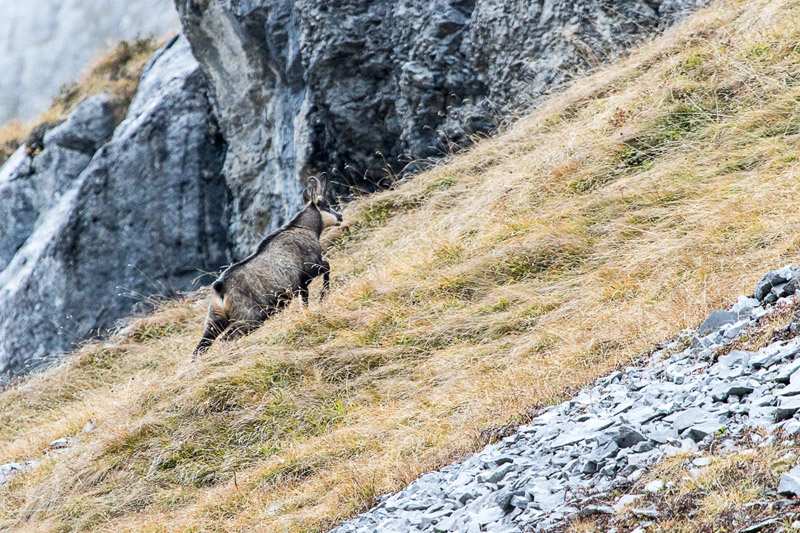 Randotop Faune chamois