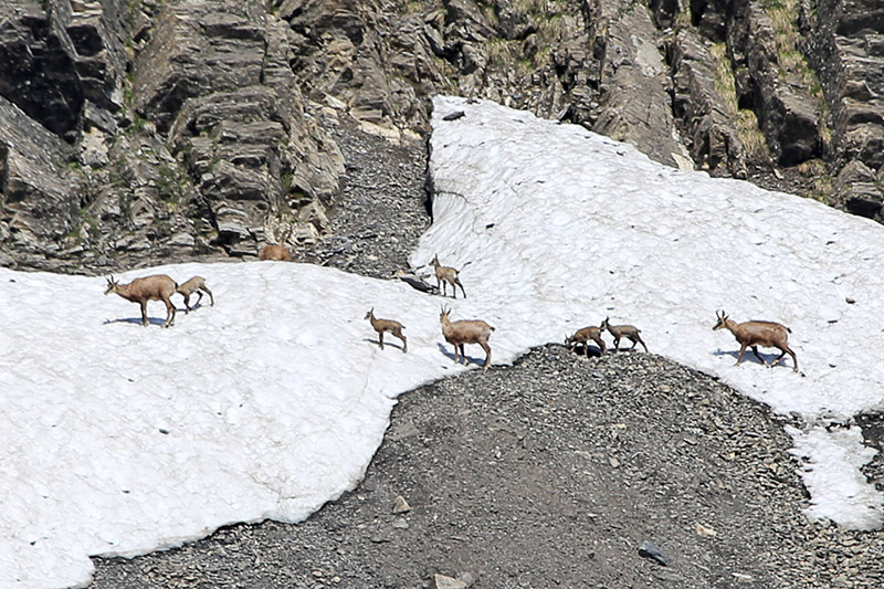 Randotop Faune chamois