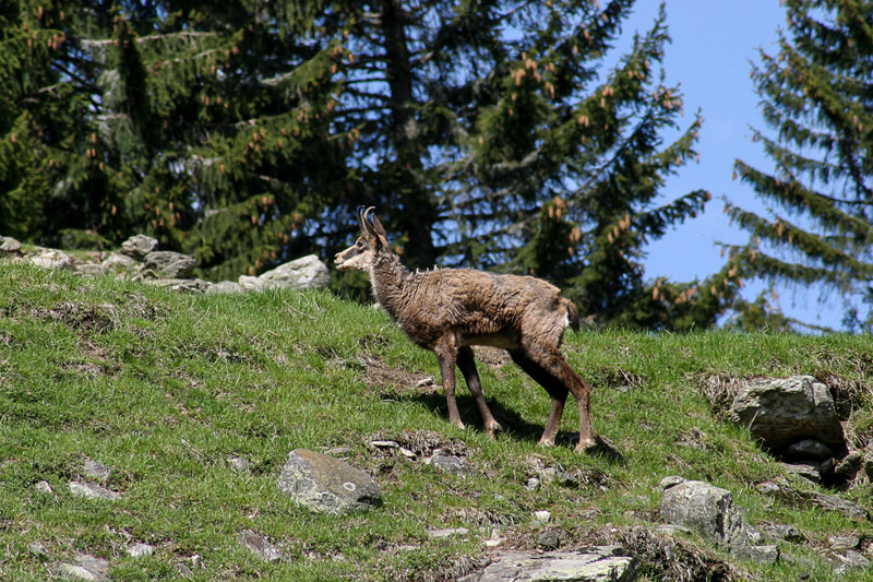 Randotop Faune chamois