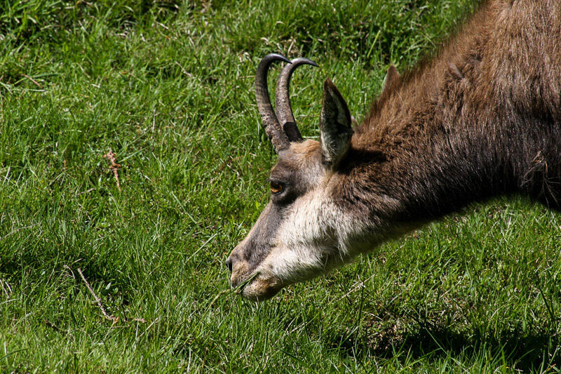 Randotop Faune chamois