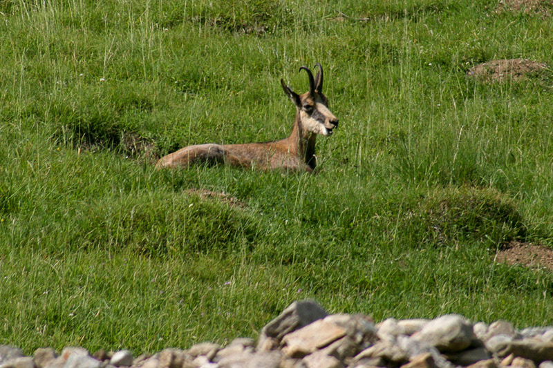 Randotop Faune chamois