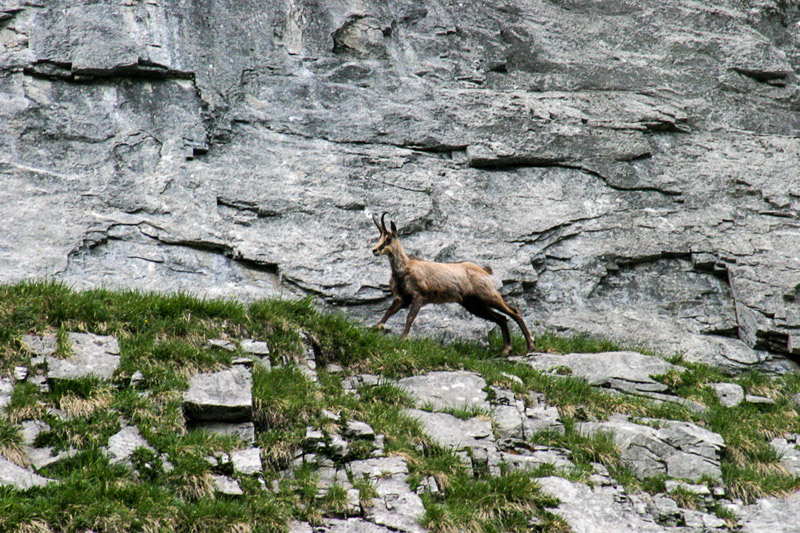 Randotop Faune chamois