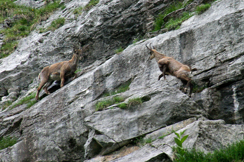 Randotop Faune chamois