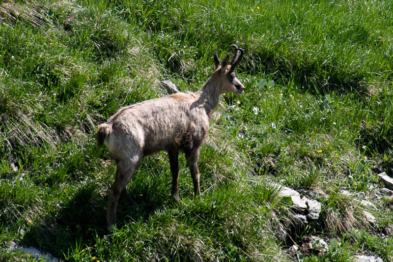 Randotop Faune chamois