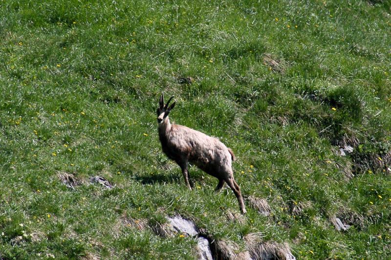 Randotop Faune chamois