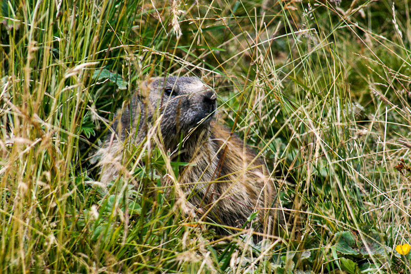Randotop Faune marmottes