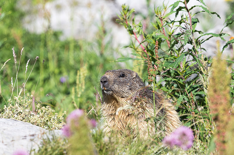 Randotop Faune marmottes