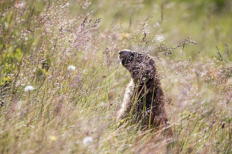 Randotop Faune marmottes