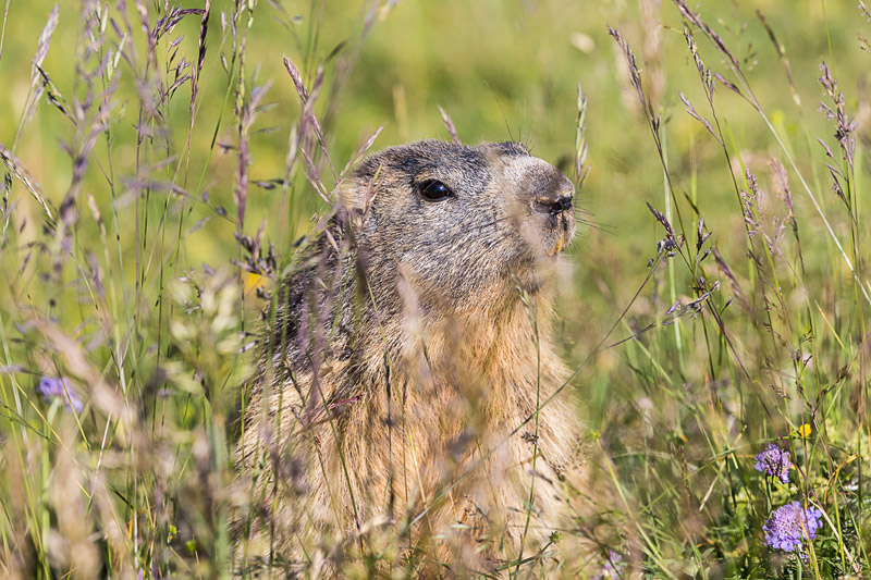 Randotop Faune marmottes