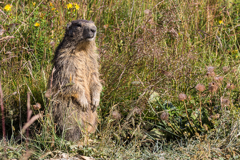 Randotop Faune marmottes