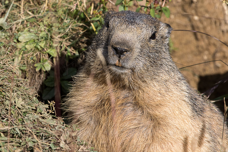 Randotop Faune marmottes