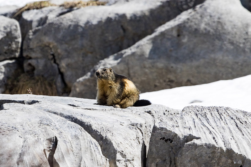 Randotop Faune marmottes