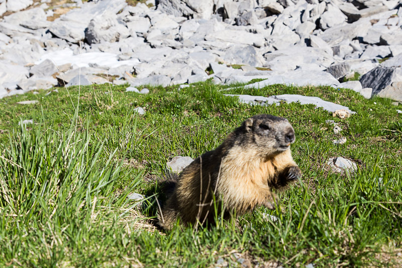 Randotop Faune marmottes