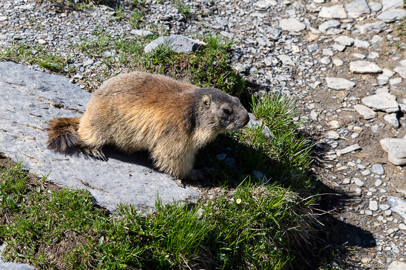 Randotop Faune marmottes