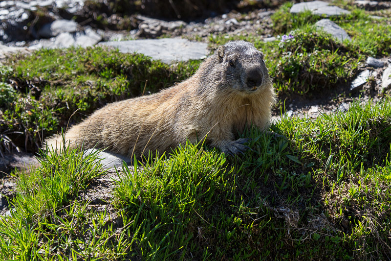 Randotop Faune marmottes