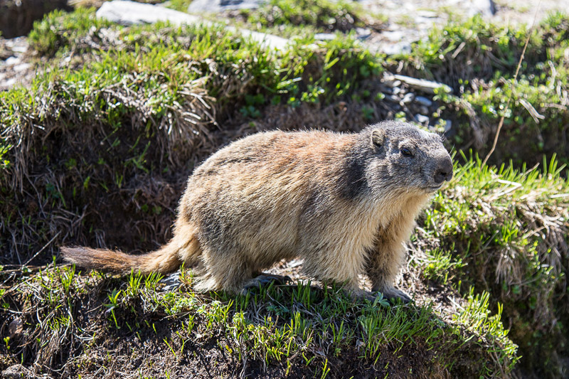 Randotop Faune marmottes