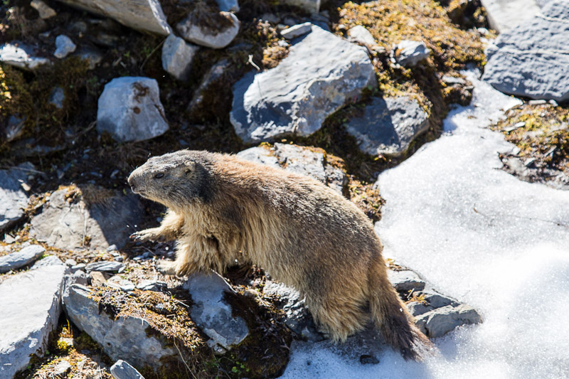 Randotop Faune marmottes
